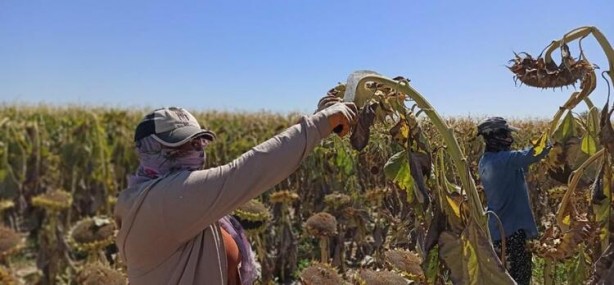 Foto - Siyah altın hasadı başladı! Beyni koruyor