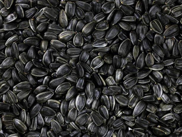 Foto - Siyah altın hasadı başladı! Beyni koruyor