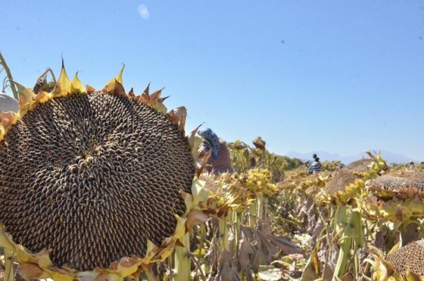 Foto - Siyah altın hasadı başladı! Beyni koruyor