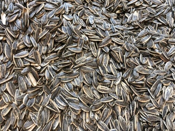 Foto - Siyah altın hasadı başladı! Beyni koruyor