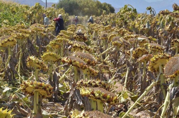 Foto - Siyah altın hasadı başladı! Beyni koruyor