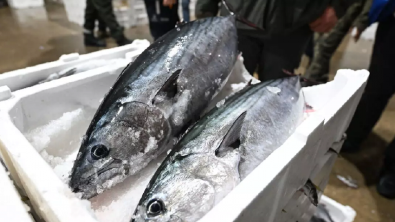 Siyah-beyaz fotoğraflardan tezgahlara: 40 yıl sonra İstanbul'da torik bereketi!