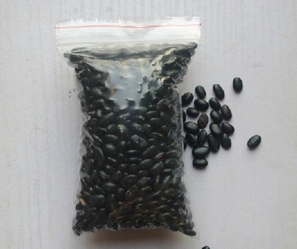 Foto - Siyah fasulye öyle faydalı ki!