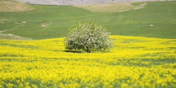 Foto - Siyah hardal tohumu kendine hayran bırakıyor! 1 tutamı bile bakın ne yapıyor... O sorunu son buldu!