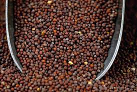 Foto - Siyah hardal tohumu kendine hayran bırakıyor! 1 tutamı bile bakın ne yapıyor... O sorunu son buldu!