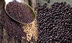 Foto - Siyah hardal tohumu kendine hayran bırakıyor! 1 tutamı bile bakın ne yapıyor... O sorunu son buldu!