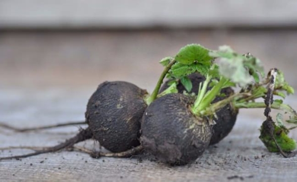 Foto - Siyah turp ve bal mucizesi