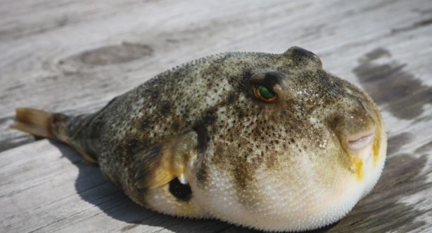 Foto - Siyanürden 1200 kat etkili zehre sahip! Avlayan balıkçılara para ödenecek