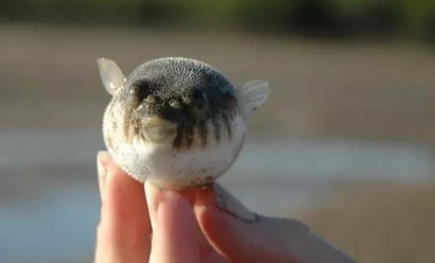 Foto - Siyanürden 1200 kat etkili zehre sahip! Avlayan balıkçılara para ödenecek