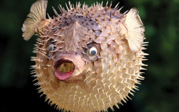 Foto - Siyanürden 1200 kat etkili zehre sahip! Avlayan balıkçılara para ödenecek