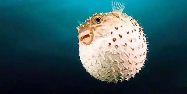 Siyanürden 1200 kat etkili zehre sahip! Avlayan balıkçılara para ödenecek