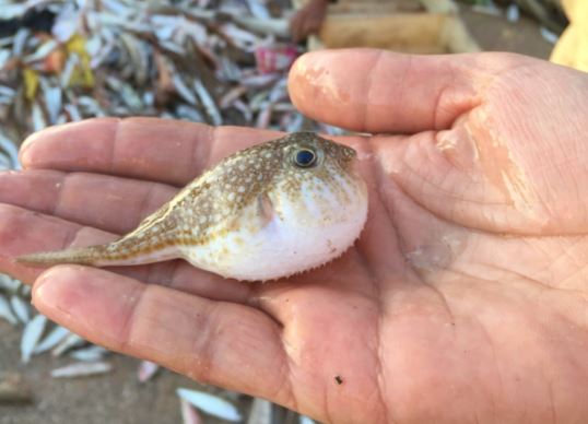Foto - Siyanürden 1200 kat etkili zehre sahip! Avlayan balıkçılara para ödenecek