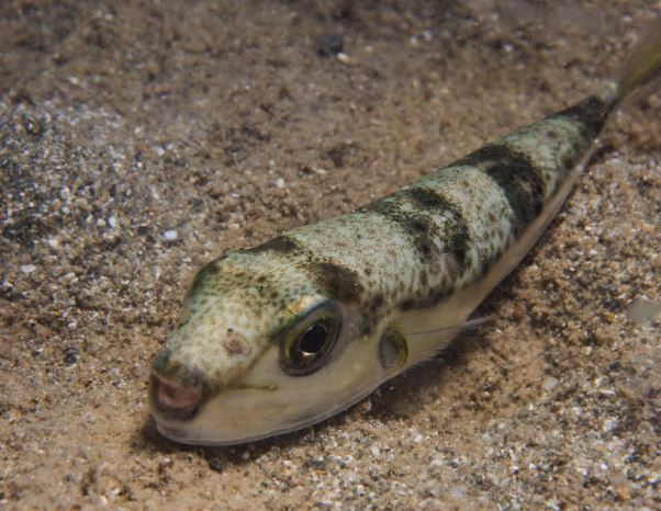 Foto - Siyanürden 1200 kat etkili zehre sahip! Avlayan balıkçılara para ödenecek