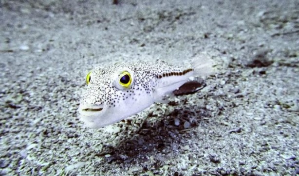 Foto - Siyanürden 1200 kat etkili zehre sahip! Avlayan balıkçılara para ödenecek