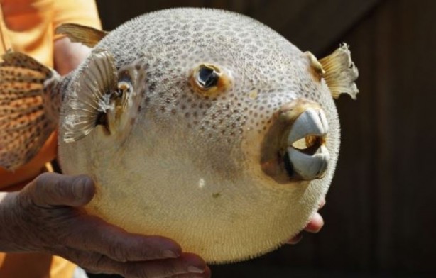 Foto - Siyanürden 1200 kat etkili zehre sahip! Avlayan balıkçılara para ödenecek