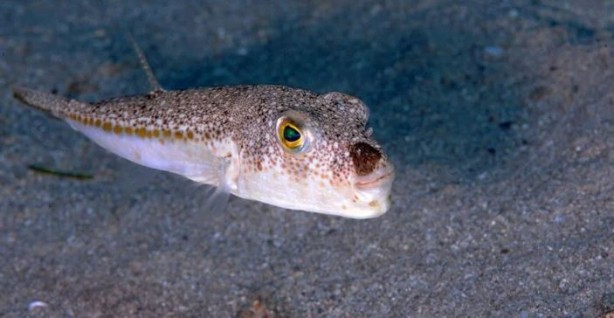 Foto - Siyanürden 1200 kat etkili zehre sahip! Avlayan balıkçılara para ödenecek