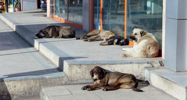 Foto - Siyasette yoğun trafik! Uyutmada geri adım yok