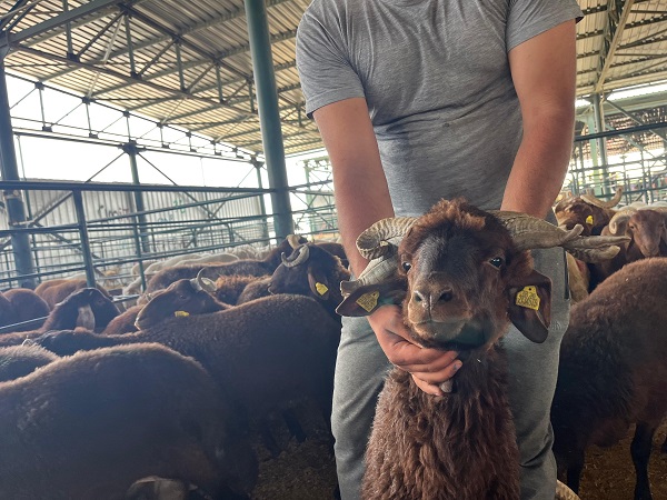 Foto - Siz daha önce böyle bir koç gördünüz mü? 