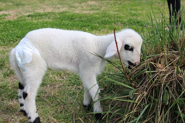 Foto - Siz hiç spor yapan kuzu gördünüz mü? 