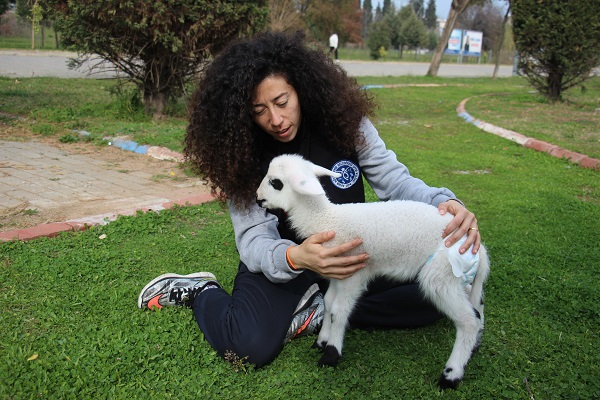 Foto - Siz hiç spor yapan kuzu gördünüz mü? 
