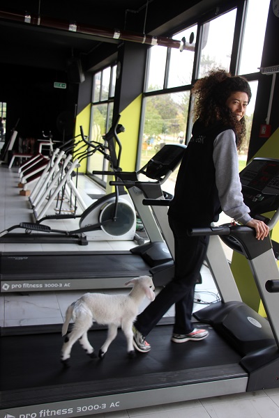 Foto - Siz hiç spor yapan kuzu gördünüz mü? 