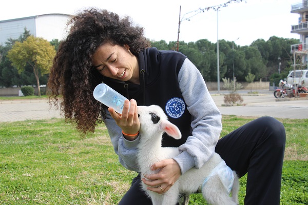 Foto - Siz hiç spor yapan kuzu gördünüz mü? 