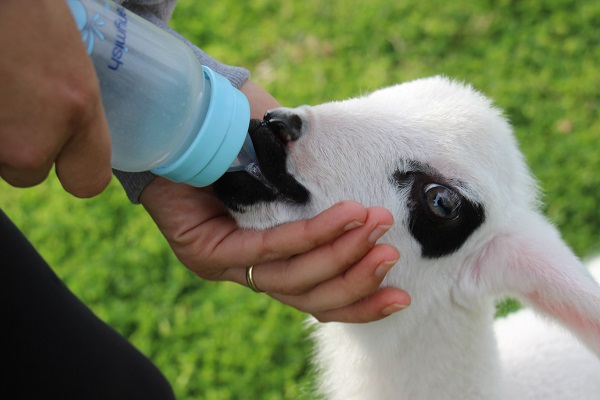 Foto - Siz hiç spor yapan kuzu gördünüz mü? 