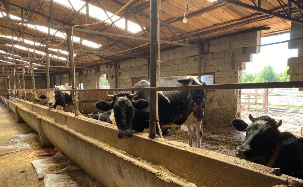 Foto - Siz siz olun bu hatalara düşmeyin! Bataklıktan çıkmak isteyenler akın ediyor