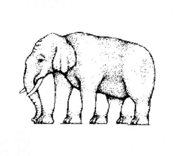 Foto - Sizce kaç ayağı var! Bu soruyu sadece üstün zekalılar çözebilir