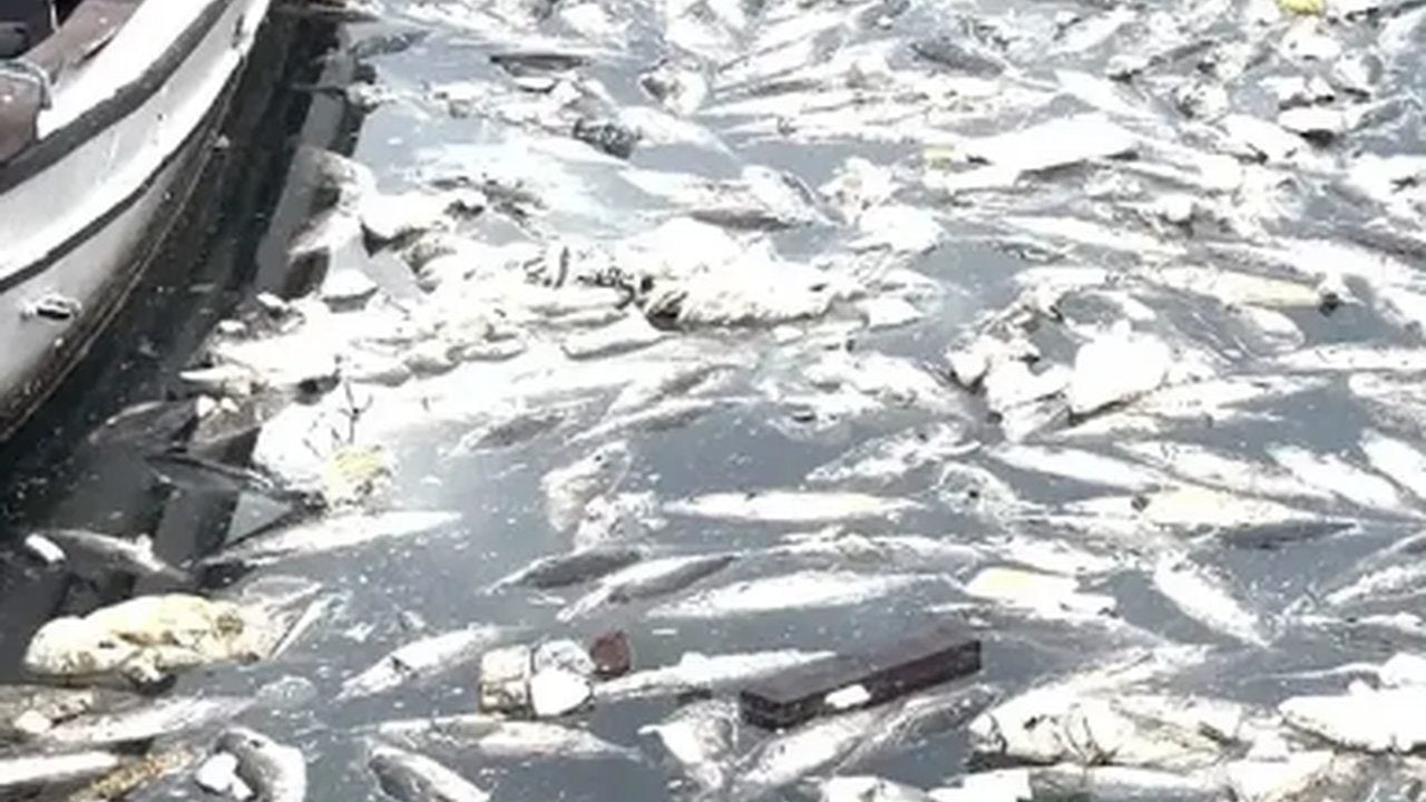 Foto - Sizde hiç utanma yok mu be? Ucuz palamut tartışmaları sürerken gelen son görüntü isyan ettirdi