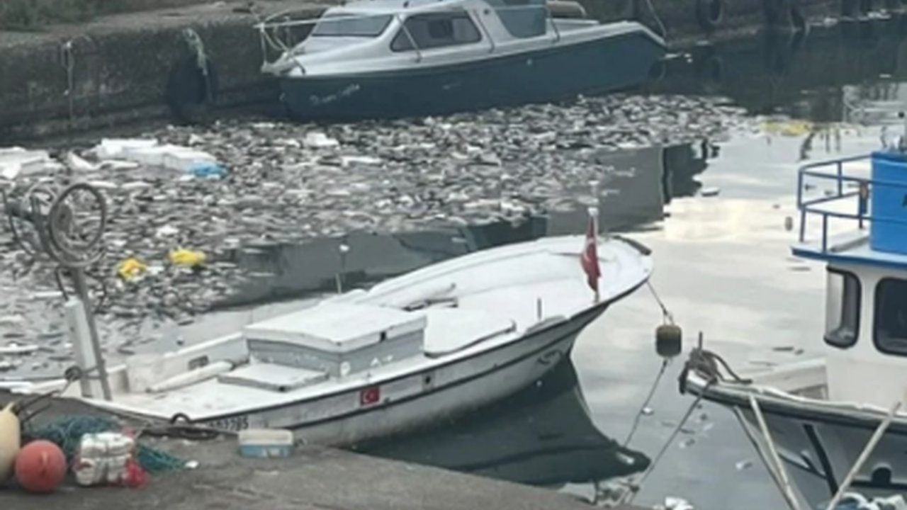 Foto - Sizde hiç utanma yok mu be? Ucuz palamut tartışmaları sürerken gelen son görüntü isyan ettirdi