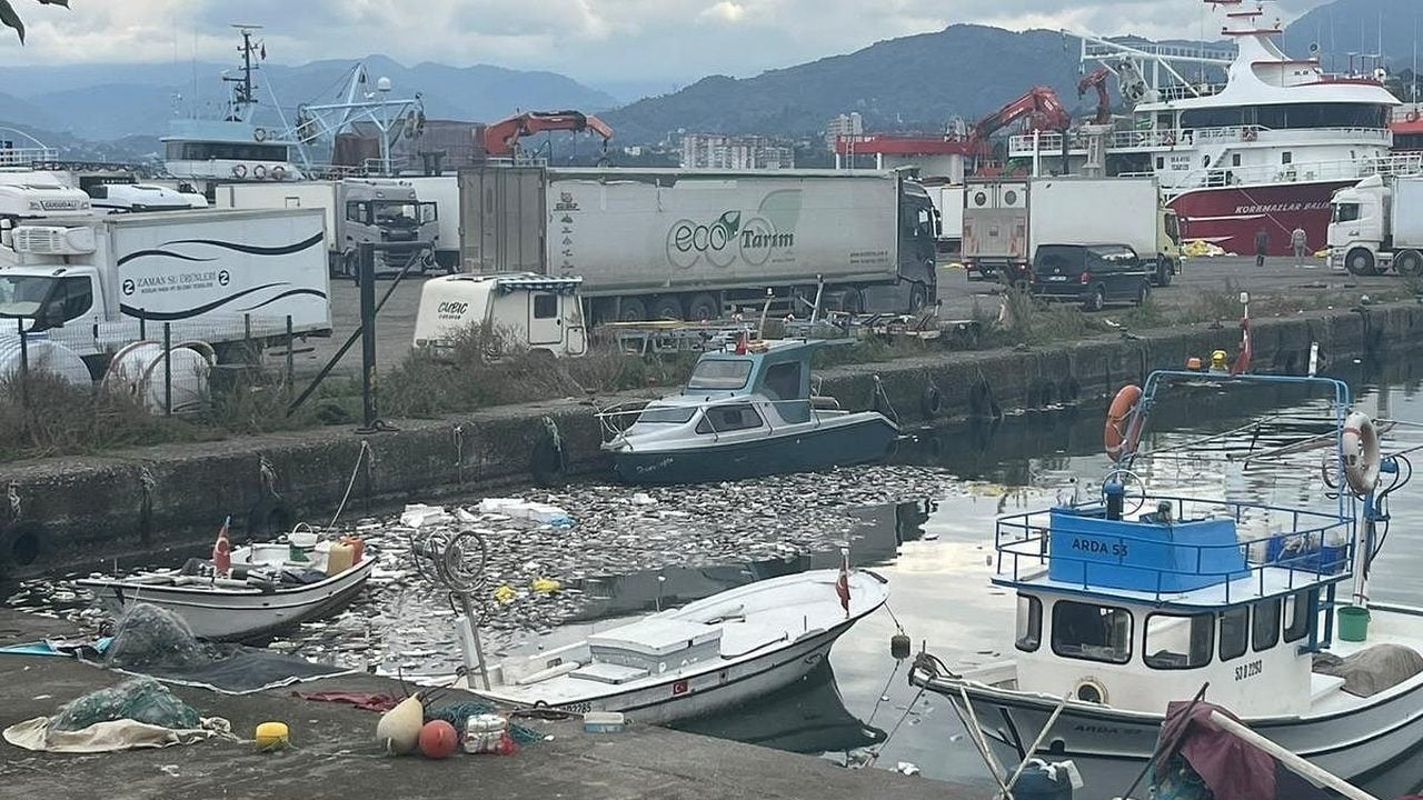 Foto - Sizde hiç utanma yok mu be? Ucuz palamut tartışmaları sürerken gelen son görüntü isyan ettirdi