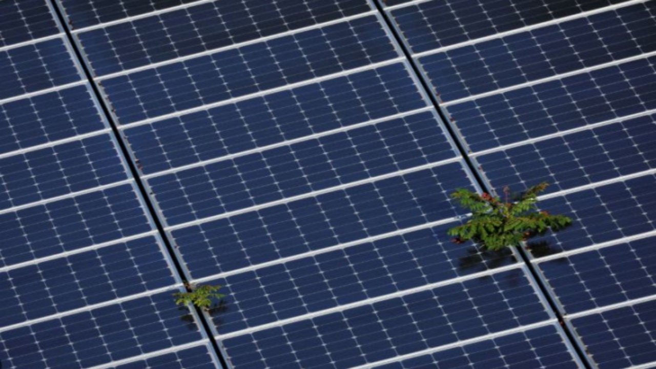 Foto - Skandal ki ne skandal! Çin, peynir ekmek gibi sattığı o ürüne gizli "öldürme düğmesi" yerleştirmiş! Peki Türkiye bundan aldı mı?