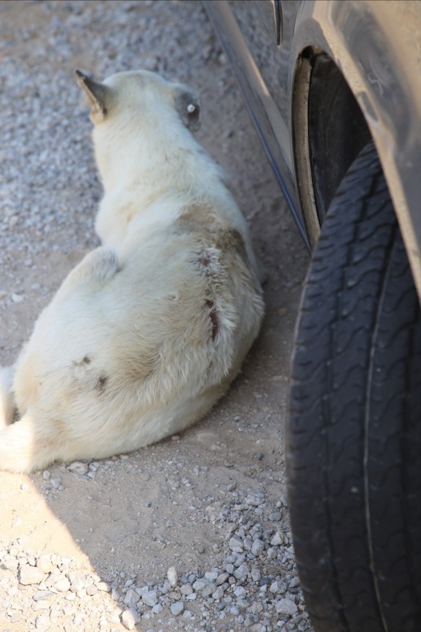 Foto - Skandal olay! Köpeğin üzerine sıcak su döktü
