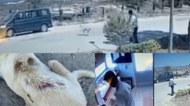 Foto - Skandal olay! Köpeğin üzerine sıcak su döktü