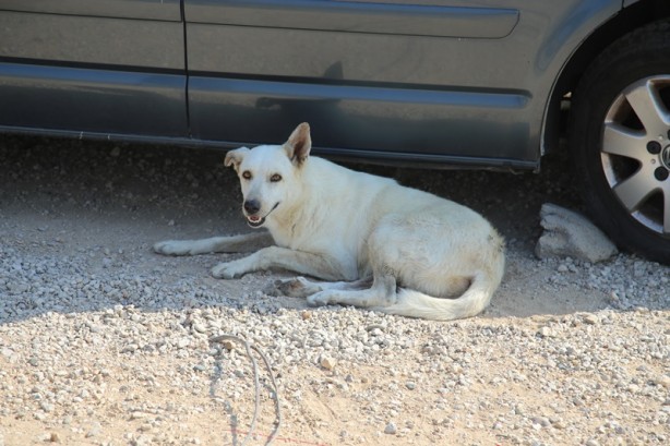Foto - Skandal olay! Köpeğin üzerine sıcak su döktü
