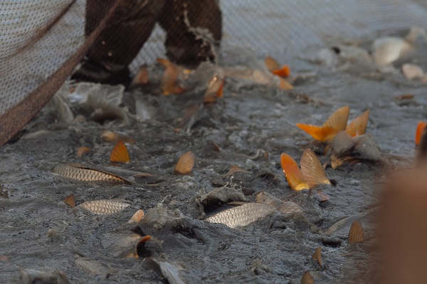Foto - Slovakyalı balıkçıların geleneksel balık avı böyle görüntülendi