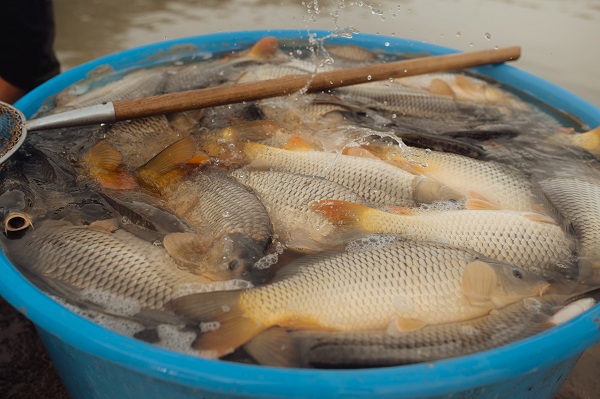 Foto - Slovakyalı balıkçıların geleneksel balık avı böyle görüntülendi