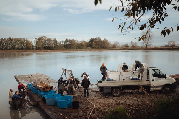 Foto - Slovakyalı balıkçıların geleneksel balık avı böyle görüntülendi