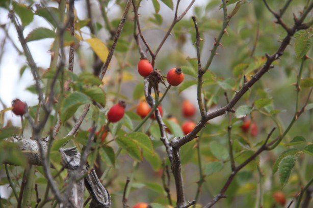 Foto - Sofralara öyle kolay gelmiyor... Şifa deposunun binbir zahmetli yolculuğu