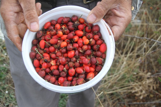 Foto - Sofralara öyle kolay gelmiyor... Şifa deposunun binbir zahmetli yolculuğu