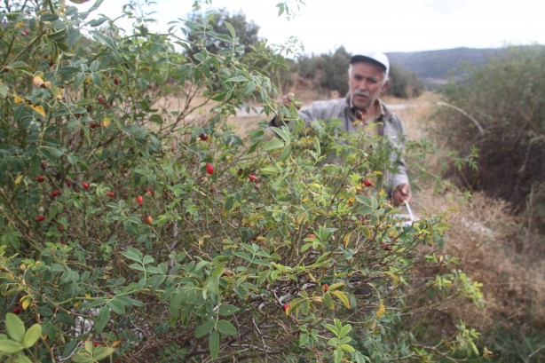 Foto - Sofralara öyle kolay gelmiyor... Şifa deposunun binbir zahmetli yolculuğu