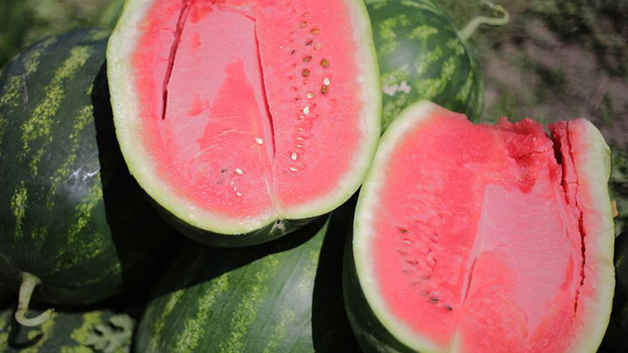 Foto - Sofralardaki gizli tehlike: Karpuzdan zehirlenebilirsiniz!