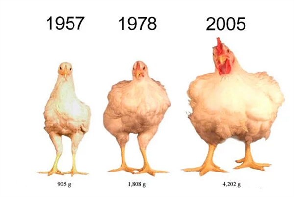 Foto - Sofralarınızdan bu besinleri uzak tutun!