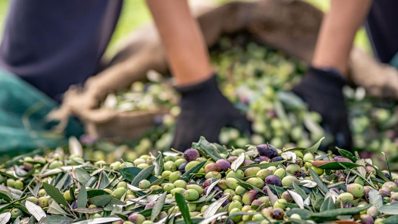 Foto - Sofralık zeytin ihracatında büyük yükseliş