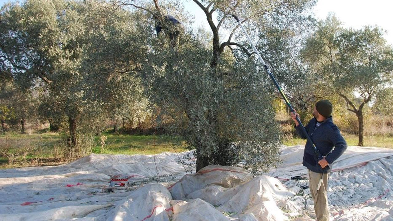 Foto - Sofralık zeytin ihracatında büyük yükseliş