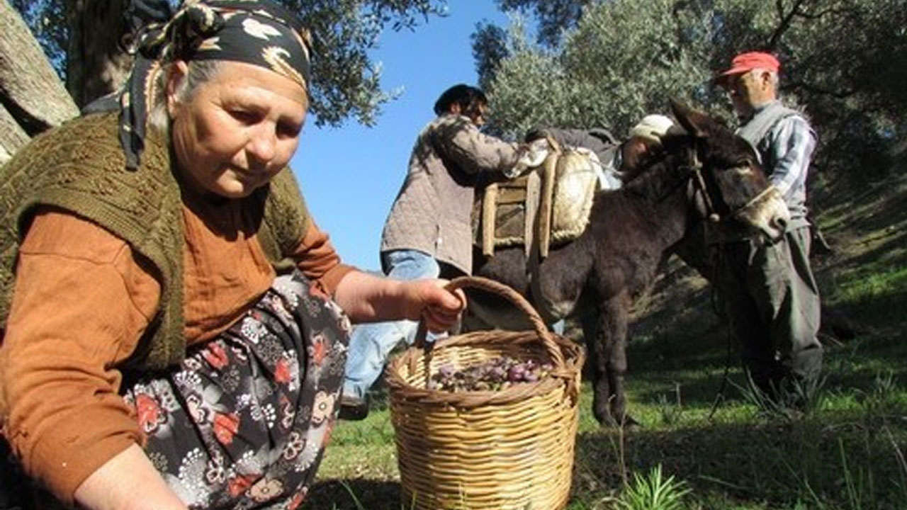 Sofralık zeytin ihracatında büyük yükseliş