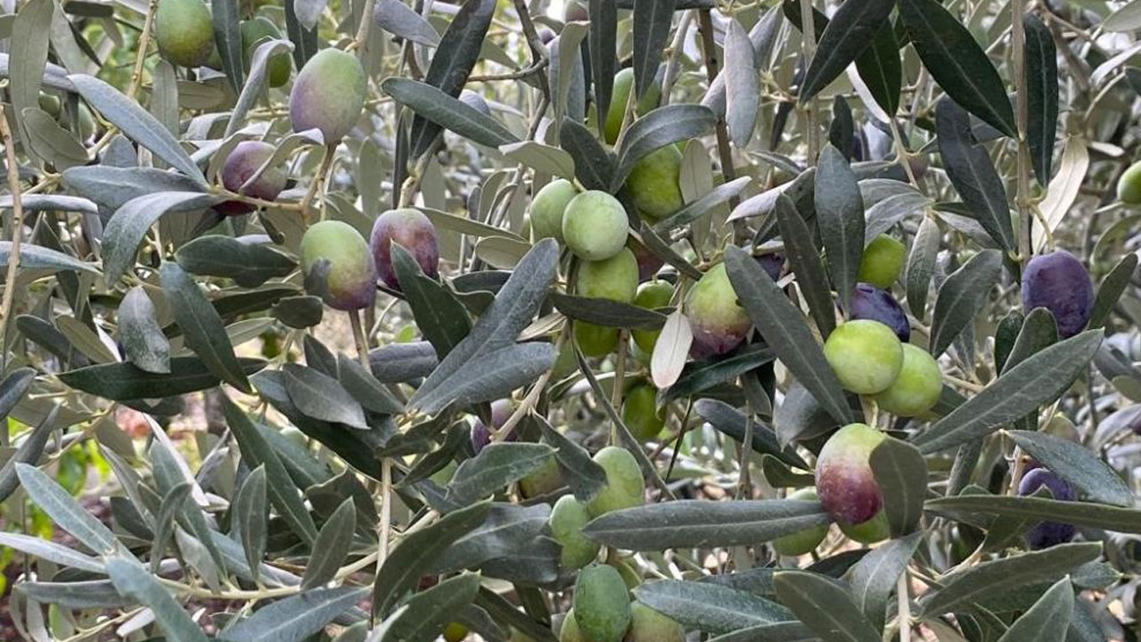 Foto - Sofralık zeytin ihracatında büyük yükseliş