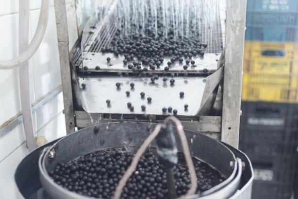 Foto - Sofranızdan eksik etmeyin! Kanser hücrelerini direkt yok ediyor