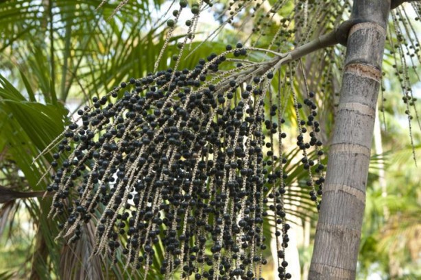 Foto - Sofranızdan eksik etmeyin! Kanser hücrelerini direkt yok ediyor